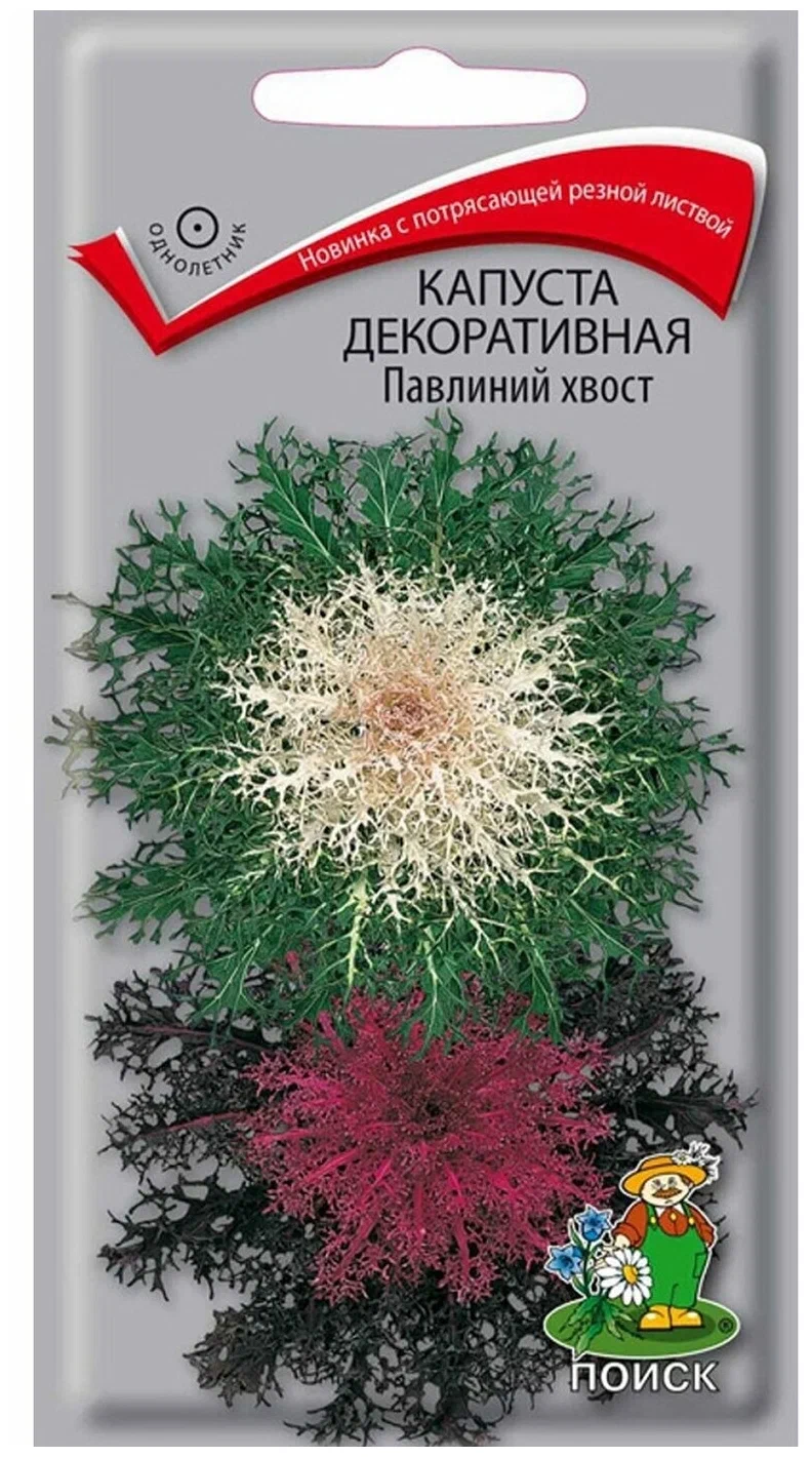 Купить Семена Декоративной Капусты В Интернет Магазине