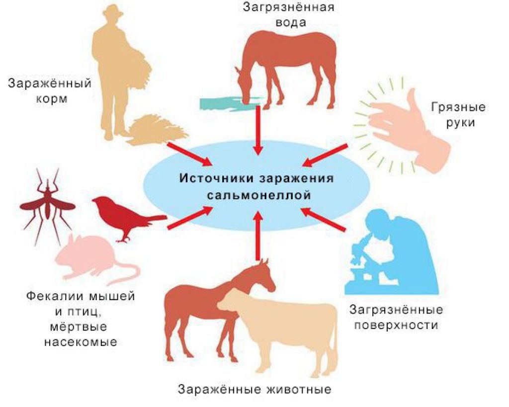 Центр болезней животных. Сальмонеллез источник инфекции механизм передачи. Сальмонеллез источники и пути заражения. Сальмонеллез профилактика распространения инфекции. Сальмонеллез источник инфекции пути передачи.